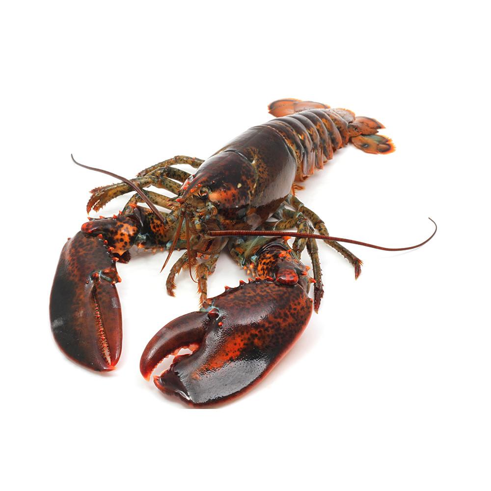 Live_Lobster.jpeg