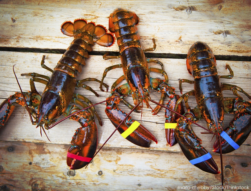 lobsters_live.jpeg