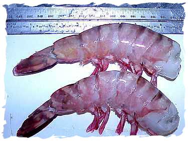 u8-shrimp.jpeg