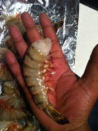 Colossal Stuffing Shrimp U10 Great White Trading Co